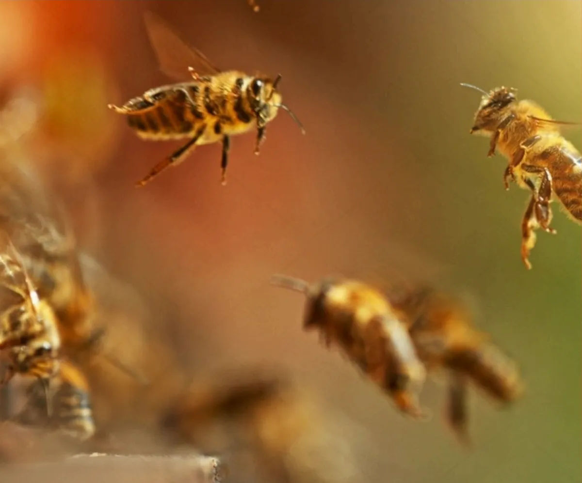 Honey bees in flight over mānuka
