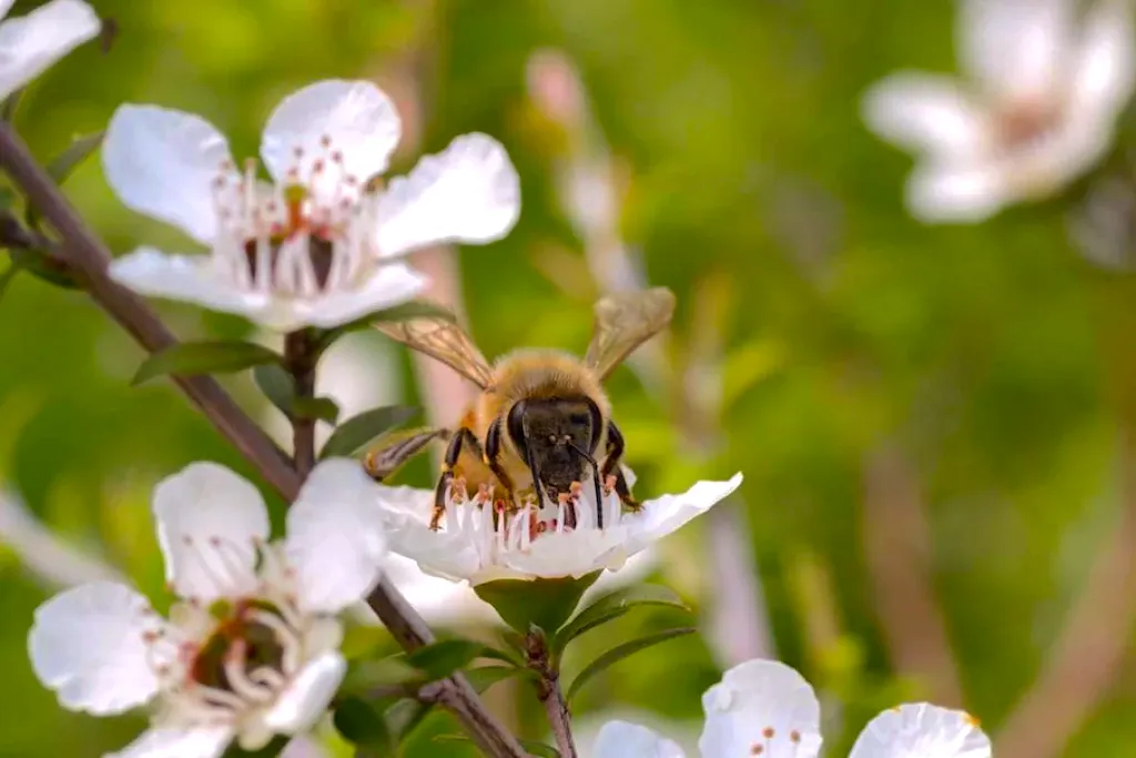 A honey bee working a mānuka flower