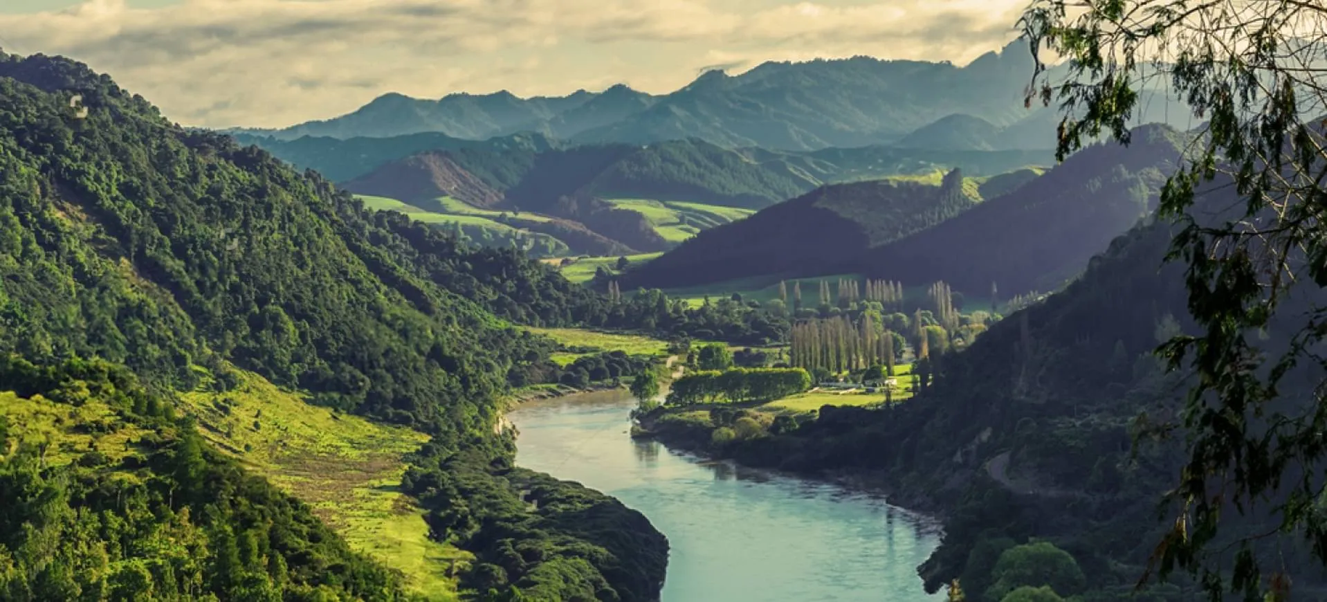 New Zealand hill country where the mānuka flowers