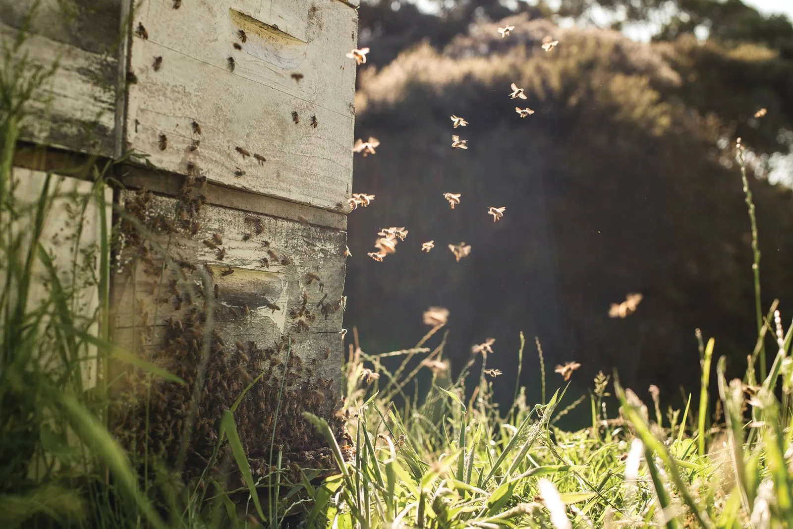 Bees on the comb inside a hive