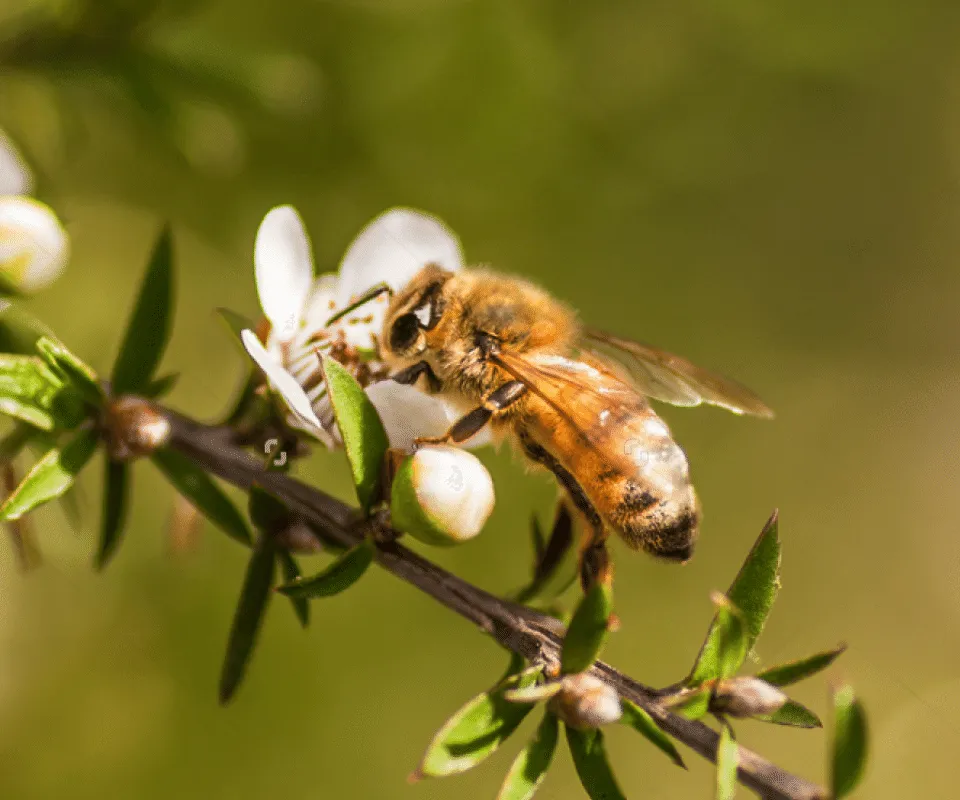 A honey bee at work