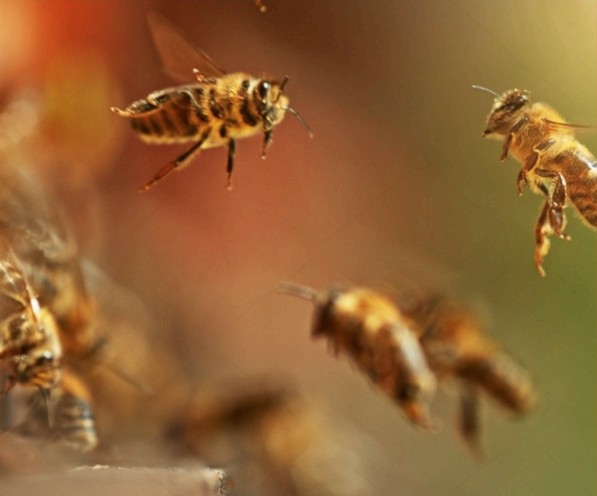 Mānuka bees in flight