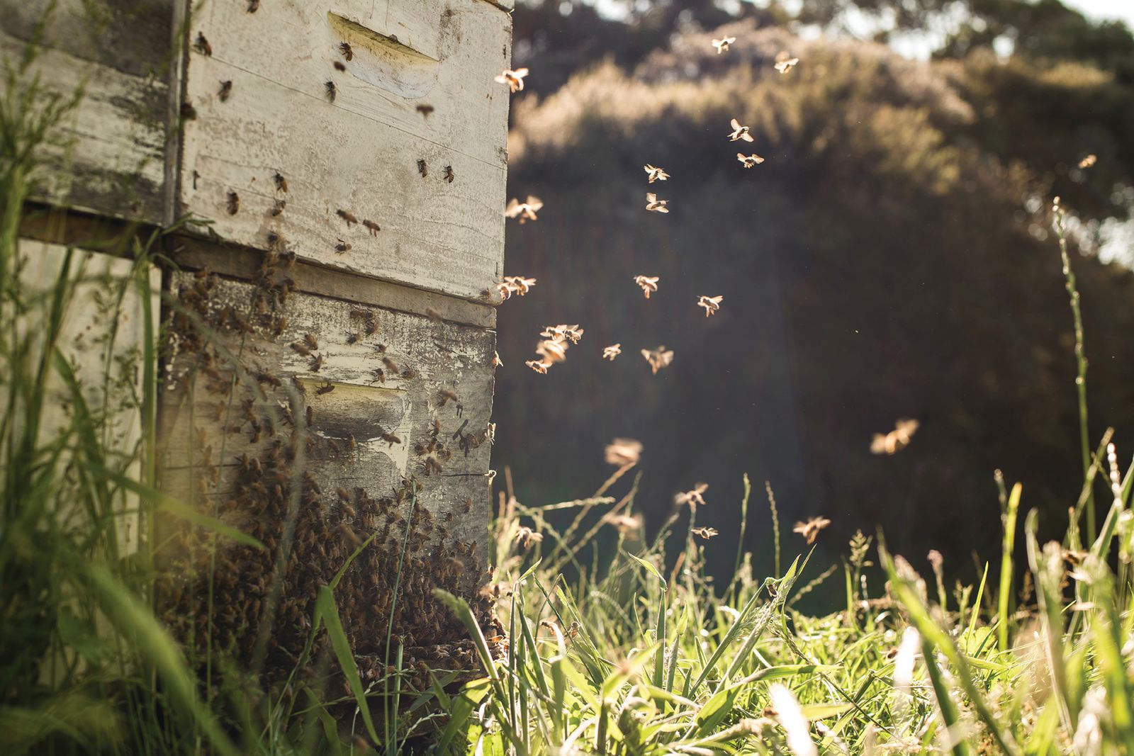 Bees flying around the hive entrance