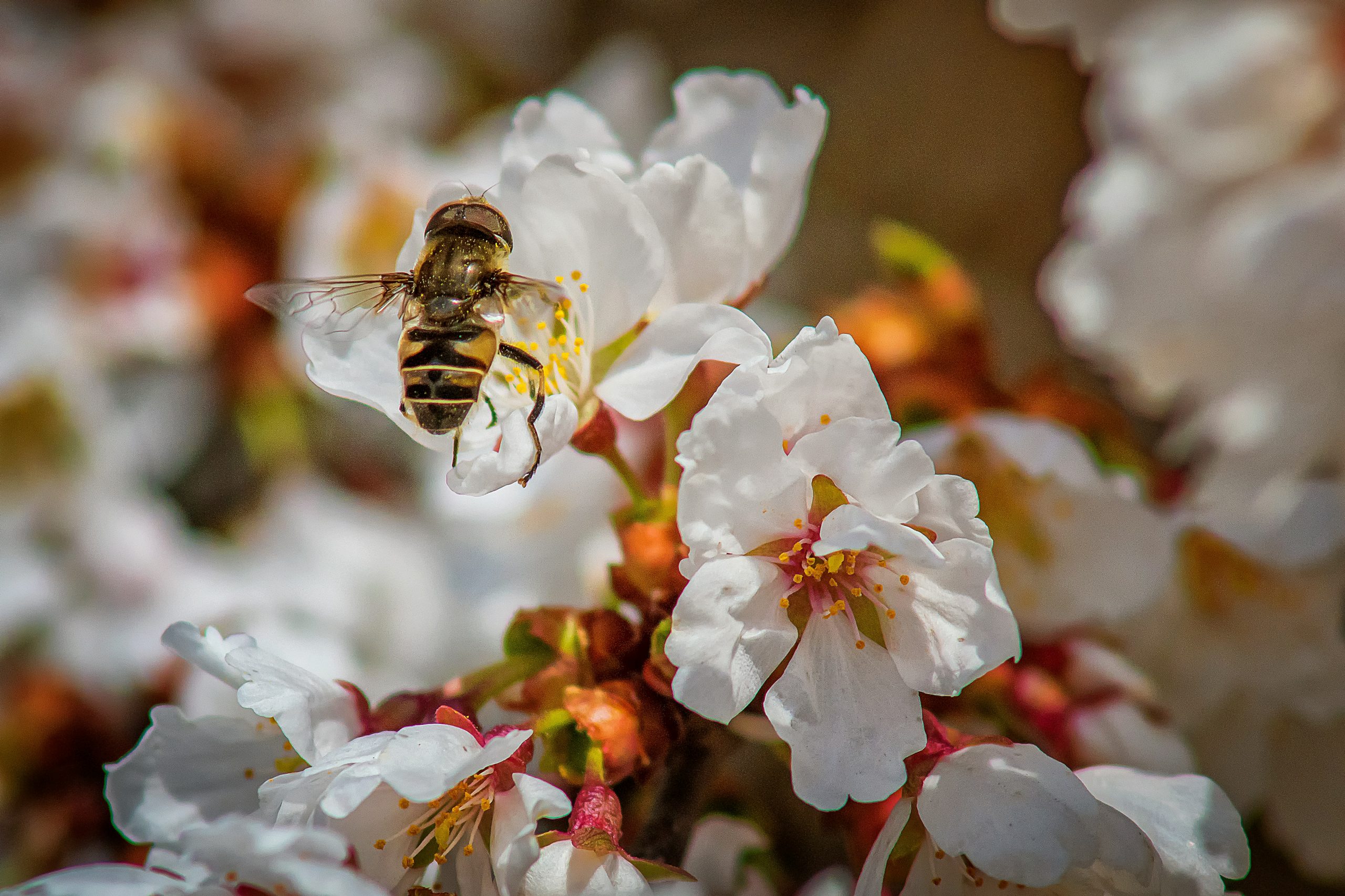 The Ultimate Guide to Mānuka Honey 700+ MGO: Benefits, Uses & Buying Tips